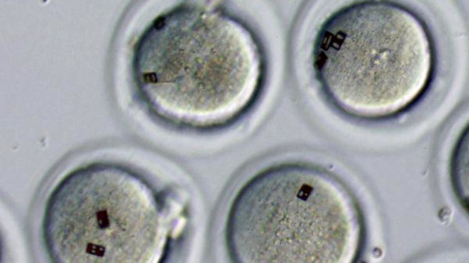 embryos with barcodes